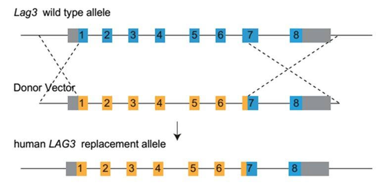 LAG3 Humanized Immune Checkpoint Mouse Model