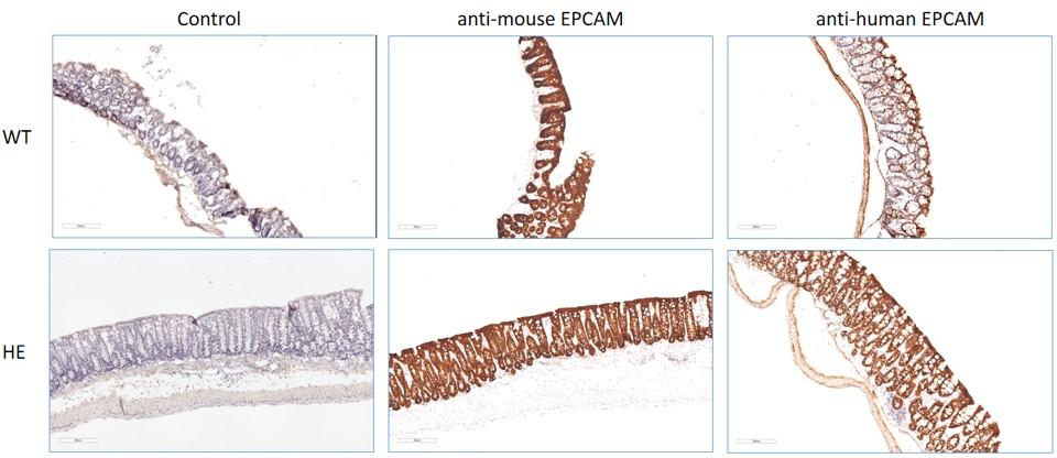landingpage-ashu-210032-epcam-hu-icpmouse-1