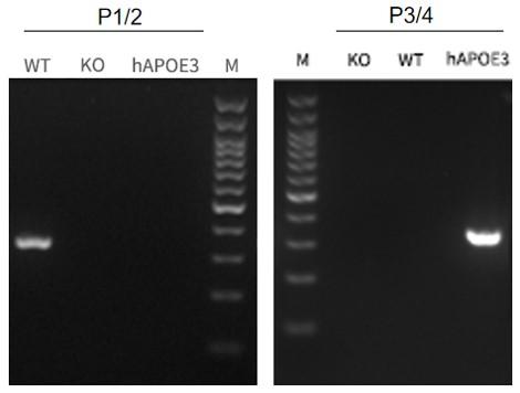 APOE3 Humanized Immune Checkpoint Mouse Model