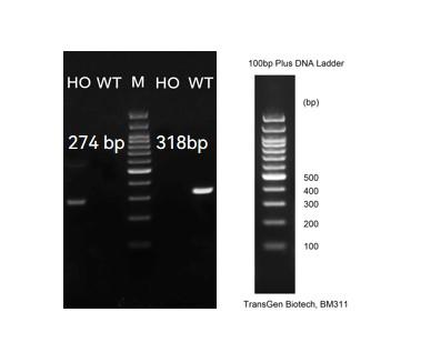 landingpage-ashu-210017-f12-hu-icpmouse-1