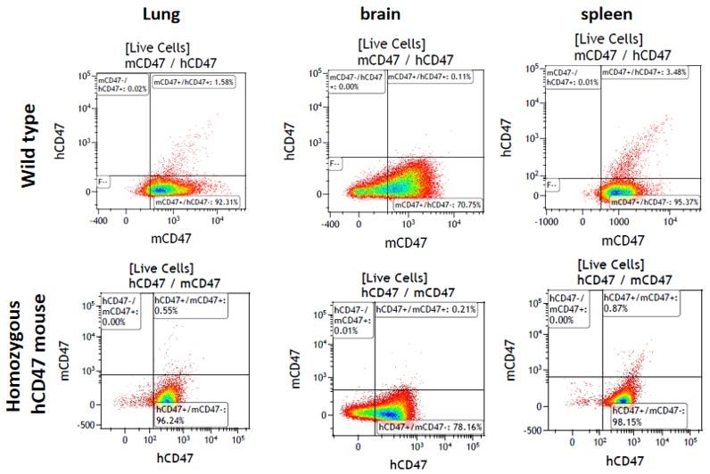 CD47 Humanized Immune Checkpoint Mouse Model
