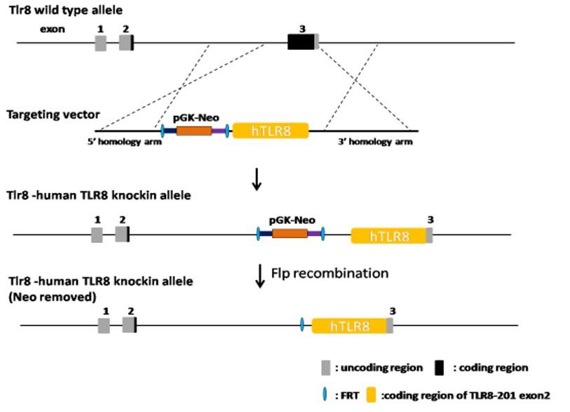 TLR8 Humanized Immune Checkpoint Mouse Model