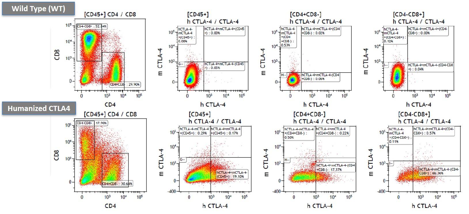 CTLA4 Humanized Immune Mouse Model