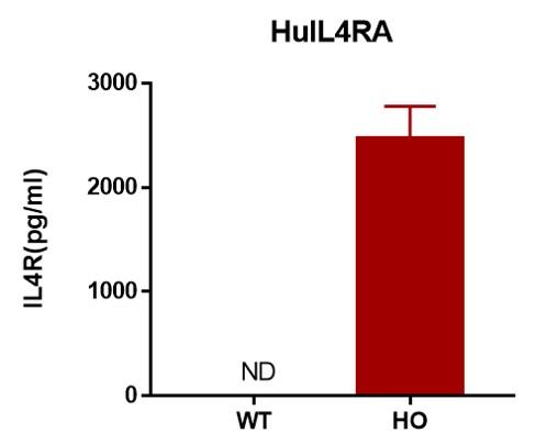 IL4RA Humanized Immune Checkpoint Mouse Model