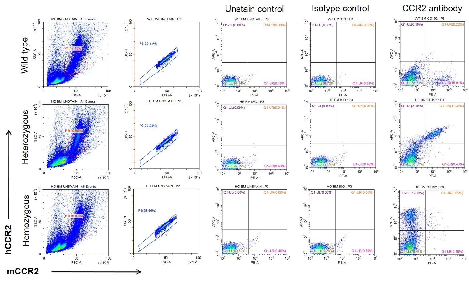 CCR2 Humanized Immune Checkpoint Mouse Model