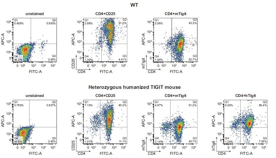 PD1/TIGIT/TIM3 Triple Humanized Immune Checkpoint Mouse Model