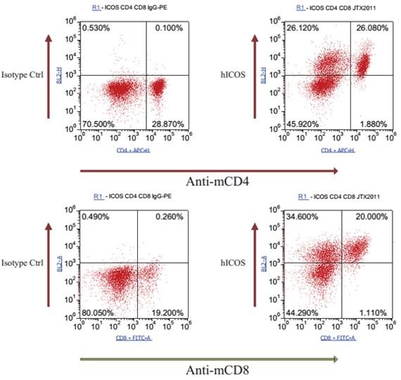 ICOS Humanized Immune Checkpoint Mouse Model