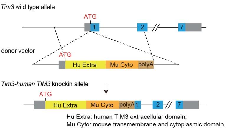 PD1/TIGIT/TIM3 Triple Humanized Immune Checkpoint Mouse Model