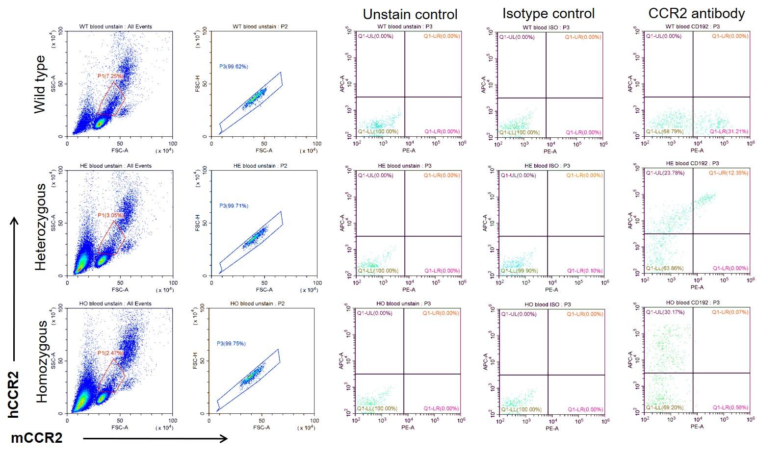 CCR2 Humanized Immune Checkpoint Mouse Model