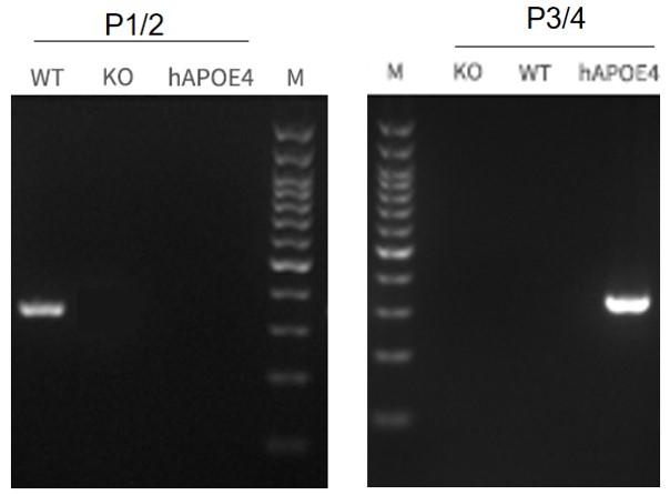 APOE4 Humanized Immune Checkpoint Mouse Model