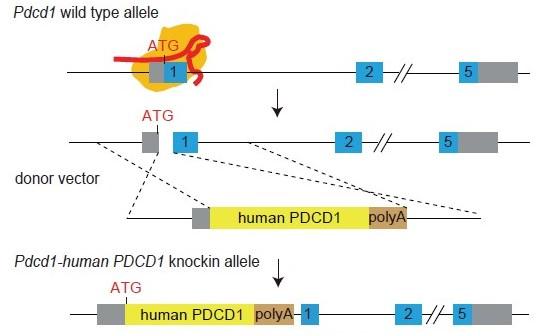 PD1 Humanized Immune Checkpoint Mouse Model