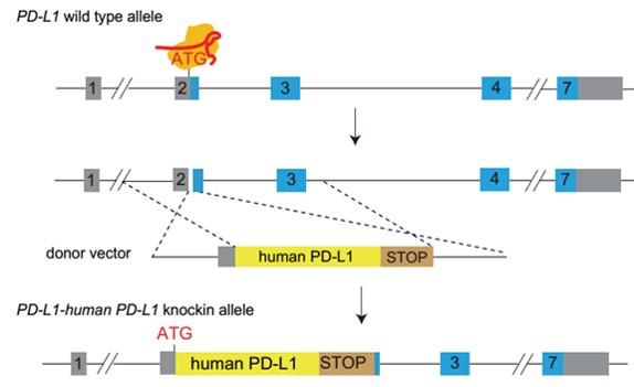 landingpage-ashu-00137-PD-L1 &, LAG3-hu-icpmouse-1