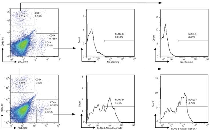 LAG3 Humanized Immune Checkpoint Mouse Model