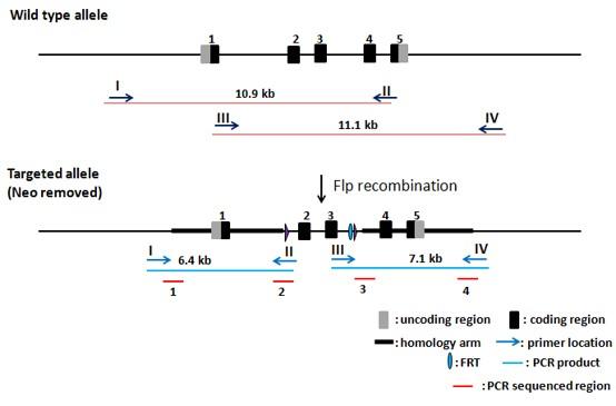 TREM2 Conditional Knockout Mouse Model