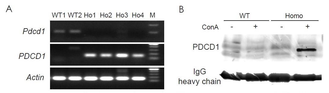 PD1&,TIM3 Humanized Immune Checkpoint Mouse Model