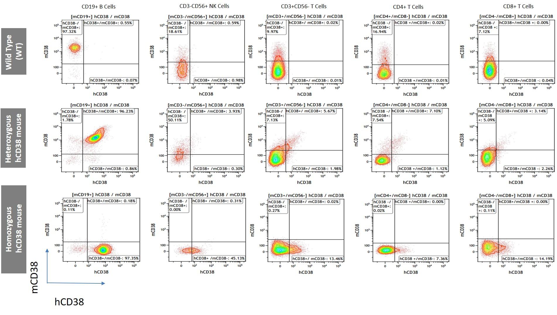 CD38 Humanized Immune Checkpoint Mouse Model