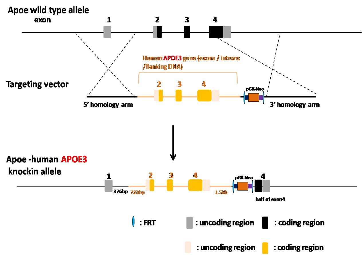 APOE3 Humanized Immune Checkpoint Mouse Model