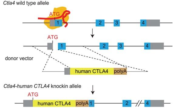CTLA4 Humanized Immune Mouse Model