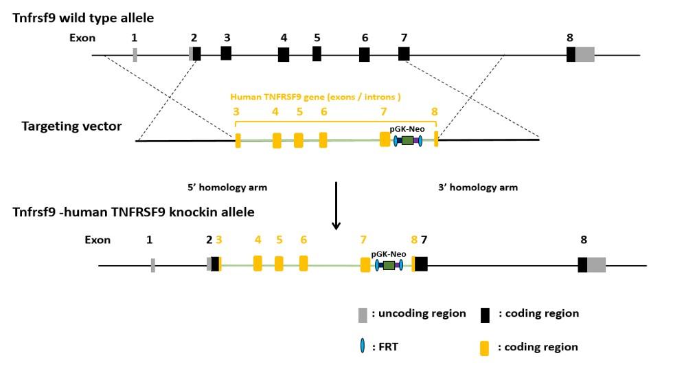 4-1BB Humanized Immune Checkpoint Mouse Model