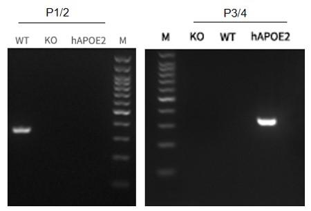 APOE2 Humanized Immune Checkpoint Mouse Model
