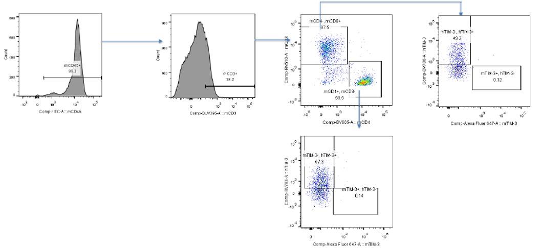 PD1TIGIT/TIM3 Triple Humanized Immune Checkpoint Mouse Model