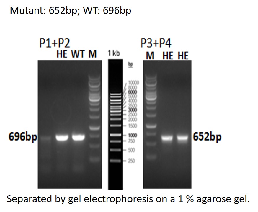 Image for ASHU-200218