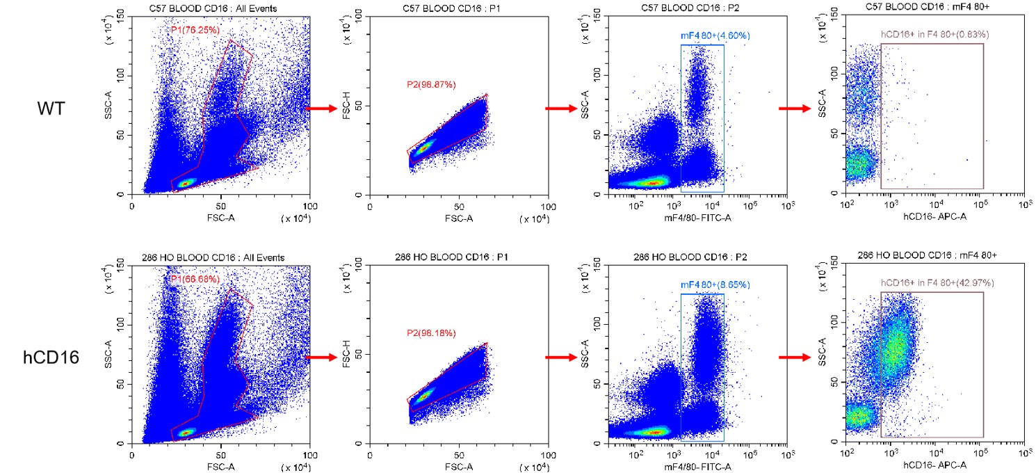 Image for ASHU-200229