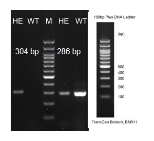 Image for ASHU-210007