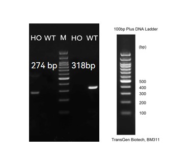 Image for ASHU-210017