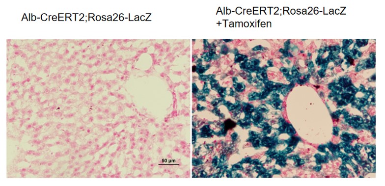 Image for ASKI-00002