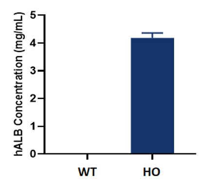 Image for ASHU-200003