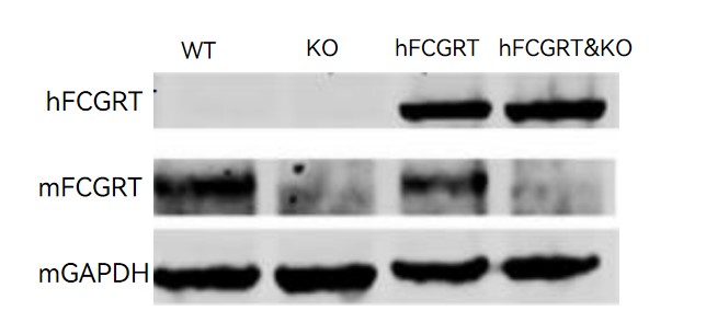 Image for ASHU-00109