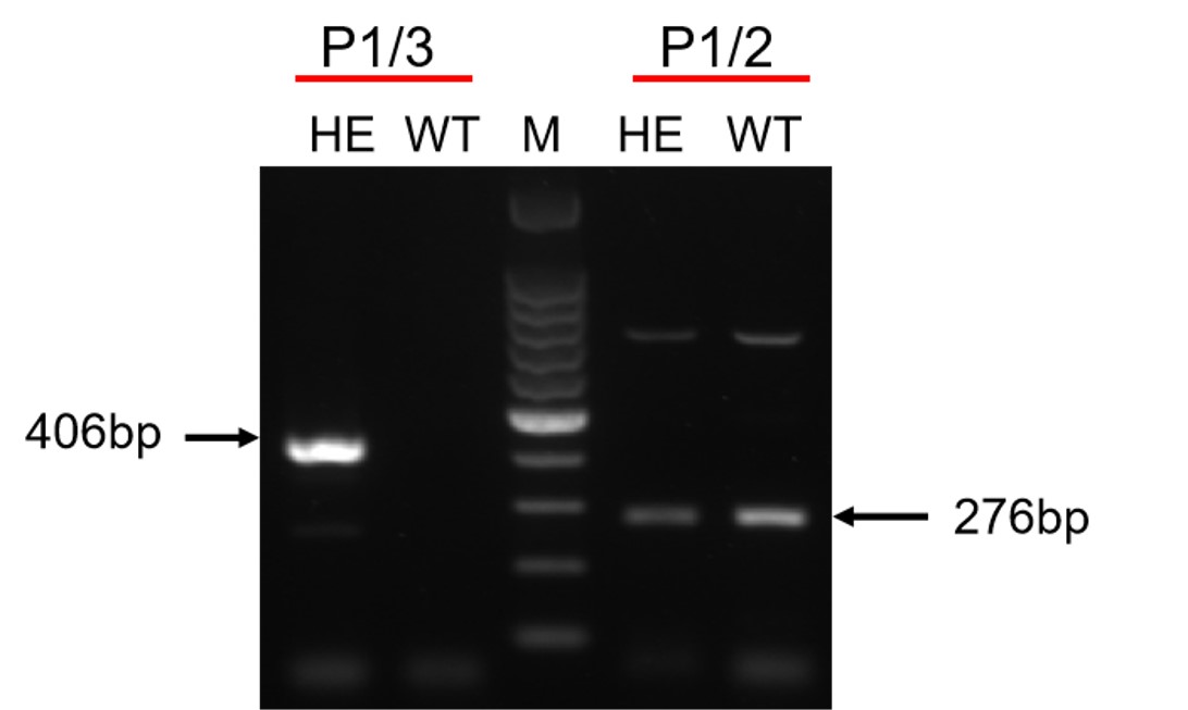 Image for ASHU-2000068