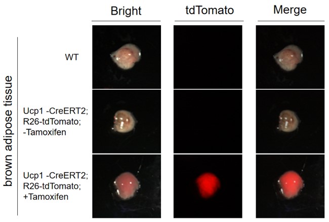 Image for ASKI-190102