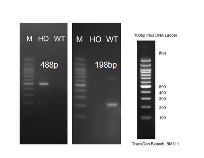 Image for ASHU-2000056