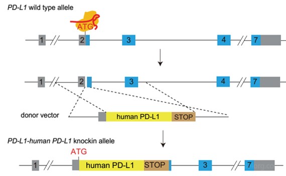 Image for ASHU-00100