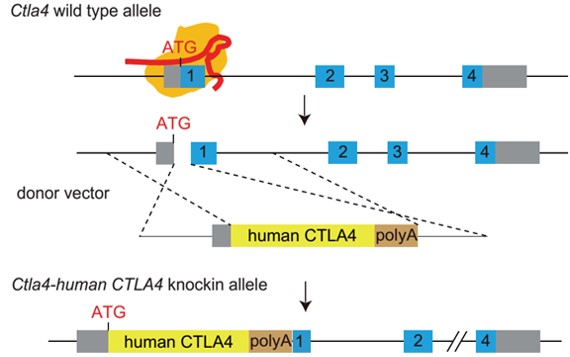 Image for ASHU-00079