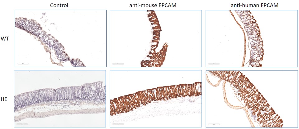 Image for ASHU-210032
