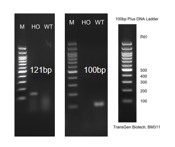 Image for ASHU-00042