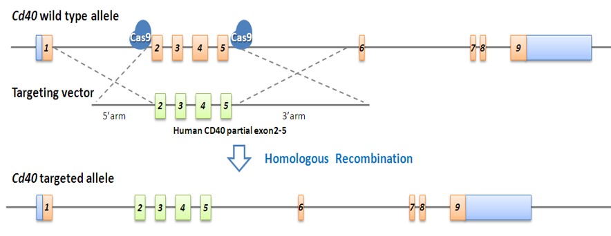 Image for ASHU-190017