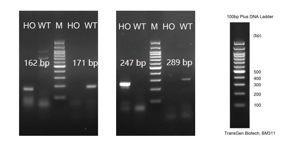 Image for ASHU-210372