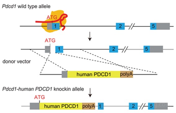 Image for ASHU-00079