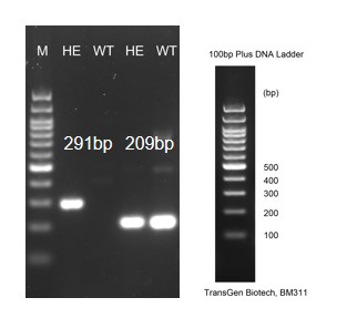 Image for ASHU-220017