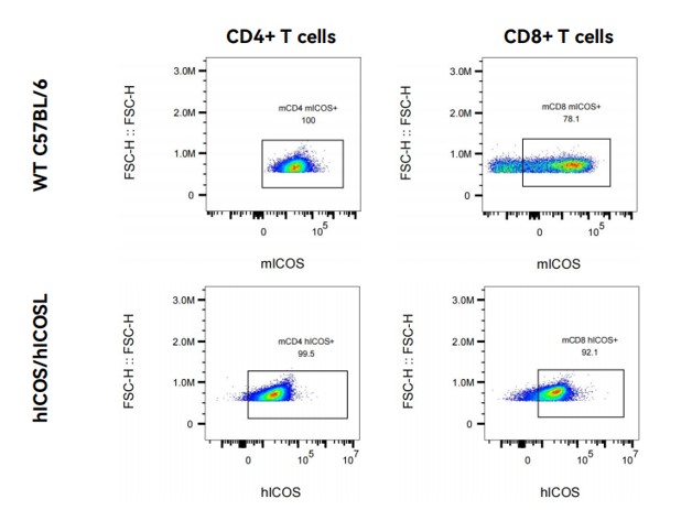 Image for ASHU-18018