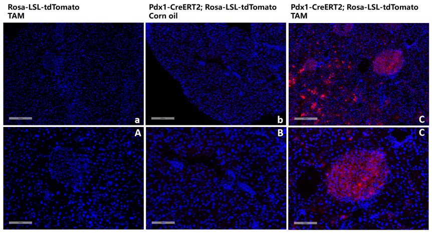 Image for ASKI-18042