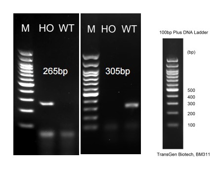 Image for ASHU-210038
