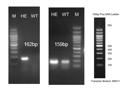 Image for ASHU-220012