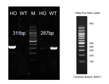 Image for ASHU-2000069