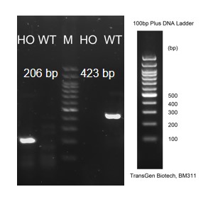 Image for ASHU-215001