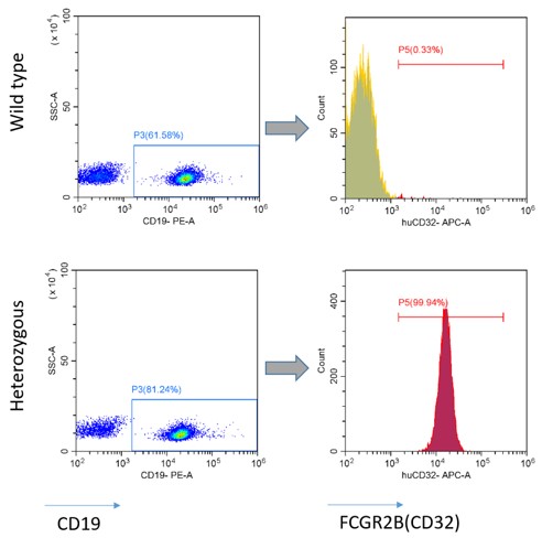 Image for ASHU-2000010